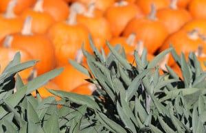 FOOD_pumpkins_sage_CK