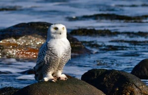 OUTDOORS_SnowyOwl6_byKatherineDavis