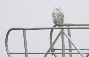 out_snowyowl_web