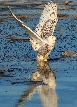 Snowy Owl in Rye Harbor