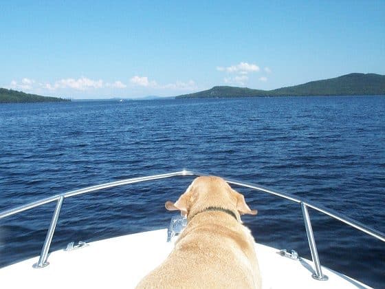 © Photo: Blue Water Dog, Moosehead Lake | PortsmouthNH.com