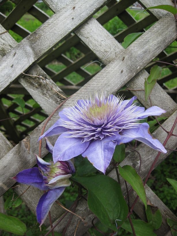 © Photo Flowers, Prescott Park