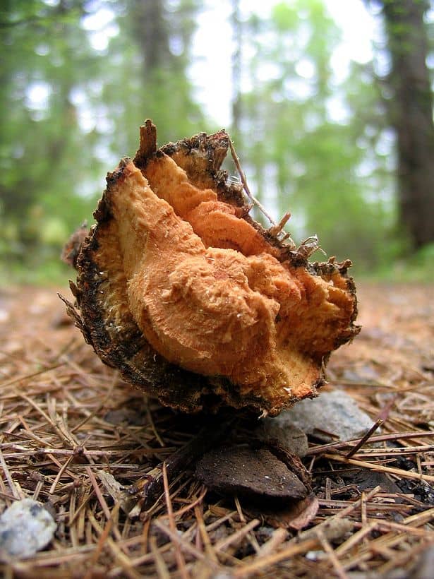 © Photo The End, Rogers Park, Kittery, Maine