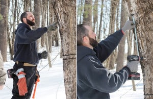 Maple syrup season has begun in NH. Josh Bouchard of Spring Harvest Maple Farm in Barrington, NH taps a tree.