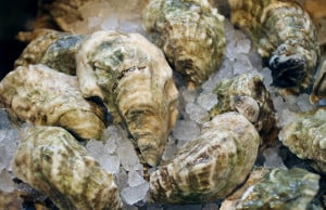 FOOD_oysters_CK2