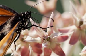 OUT_Monarchs-and-Milkweed