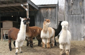 cs_CW_alpacas3