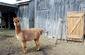 cs_thisguy_Alpacas7