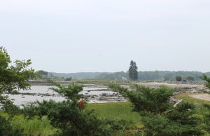 Shrubs blocking planted in the former public parking area at Sanders Poynt. 