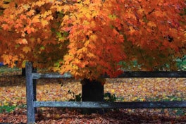 Autumn Fence, Lee by Brian Pflanz