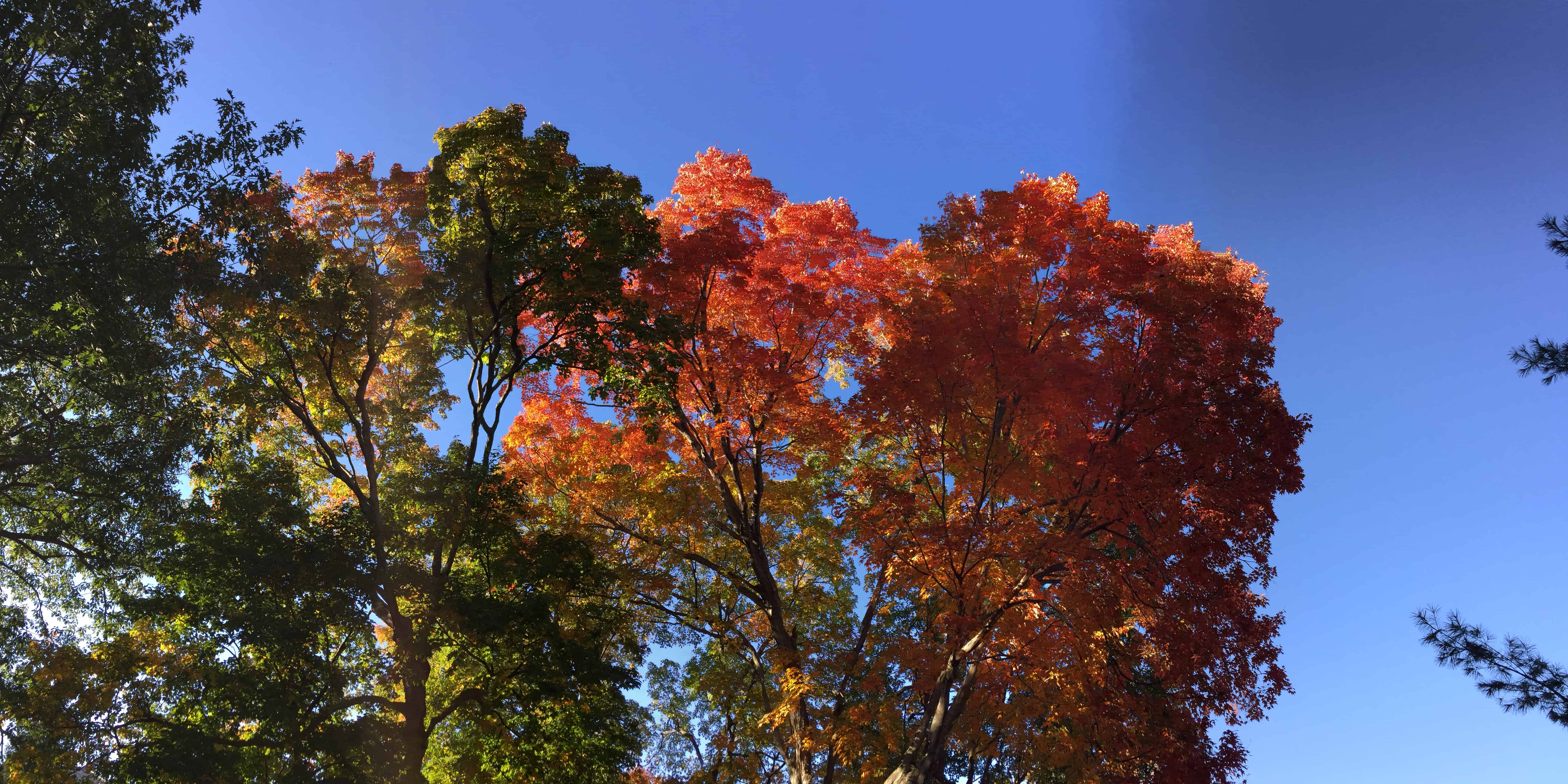 © Photo Exploding Trees, Durham