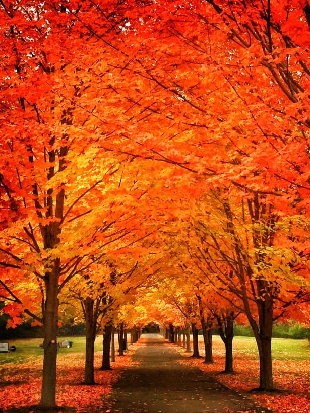 Fall Foliage in Rye NH