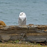 Rye Harbor Snowy Owl