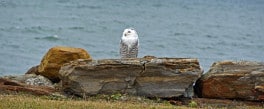 Rye Harbor Snowy Owl