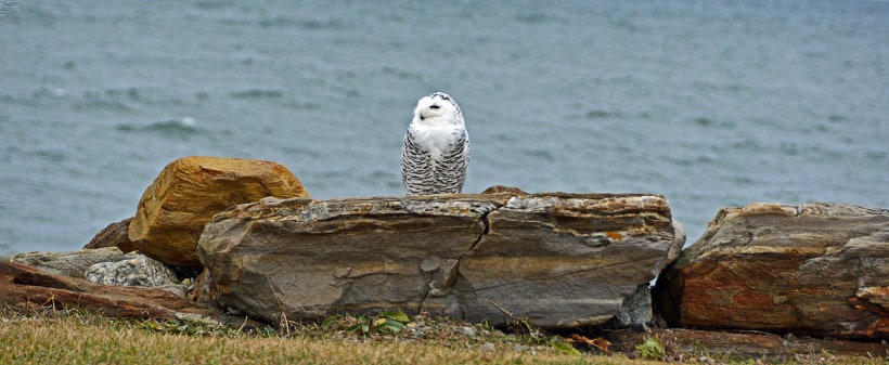 Rye Harbor Snowy Owl