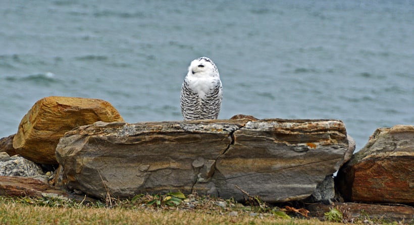 Rye Harbor Snowy Owl