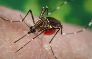 A mosquito of the aedes aegypti genus, which is known to carry the Zika virus.