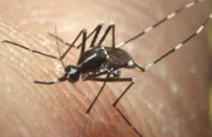 A mosquito of the aedes albopictus genus, which is known to carry the Zika virus.