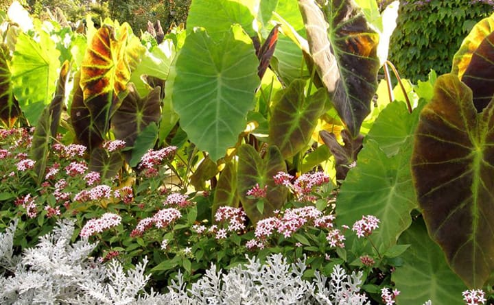 Benefit, Community, Outdoors: Pocket Gardens of Portsmouth Tour 2017-06