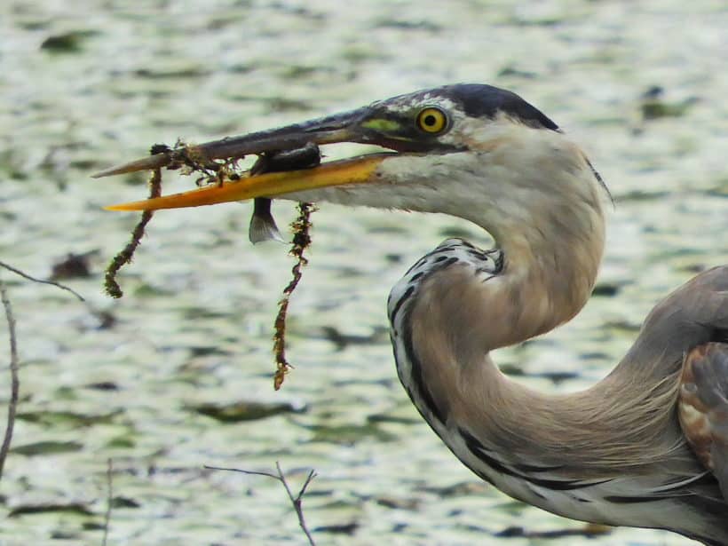 Heron Gary Novakowski