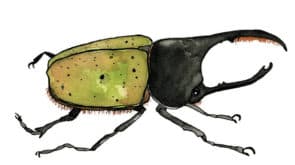 Beetle by Brienne Cosman