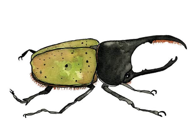 Beetle by Brienne Cosman