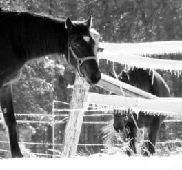 Winter Horses