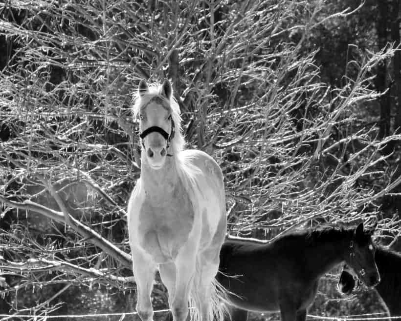 Winter Horse