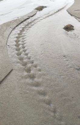 Beach Snake at Wallis Sands, Rye