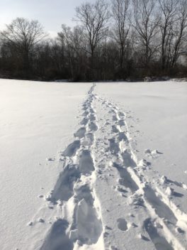 Snowshoeing to the Woods, York