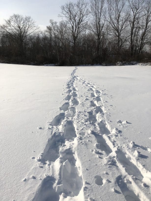 Snowshoeing to the Woods, York