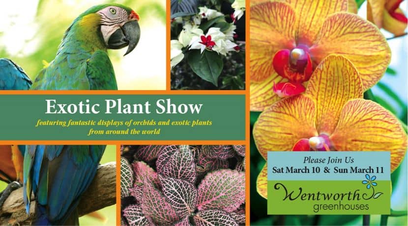 Wentworth Greenhouses Exotic Plant Show