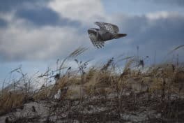 Snowy Owl 2, Hampton Beach State Park