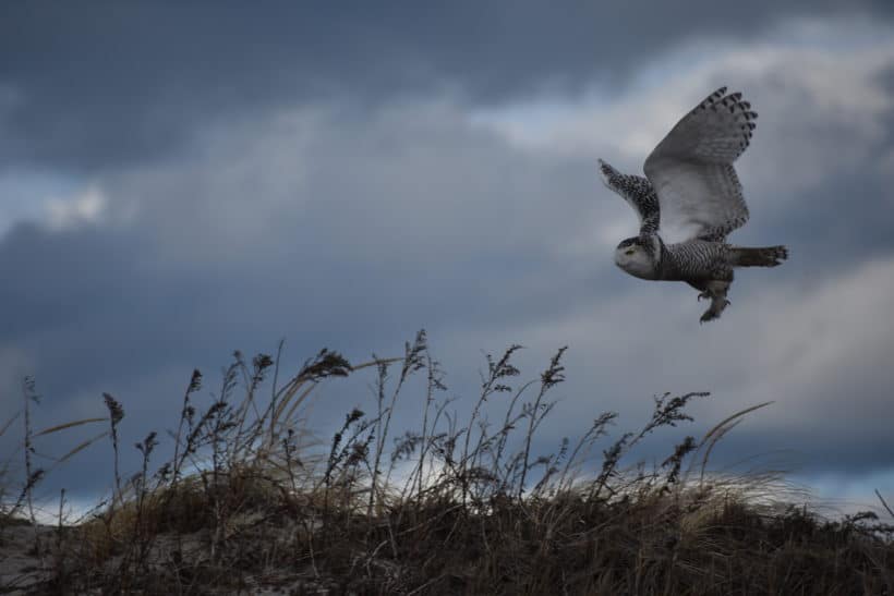 Snowy Owl, Hampton Beach State Park