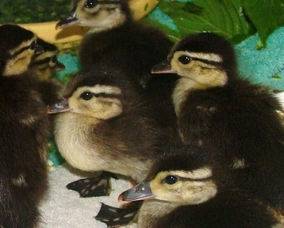 Make way for Ducklings