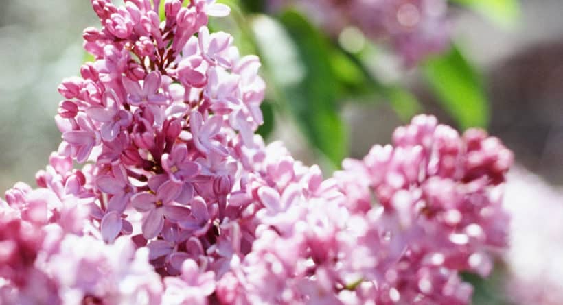 Lilac Festival
