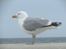 seagull