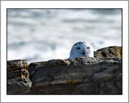 snowy owl rye harbor