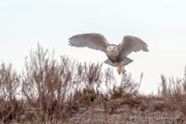 snowy owl hampton