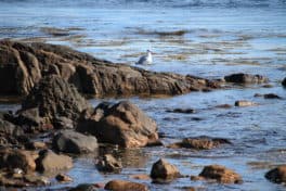 seagull sentinel