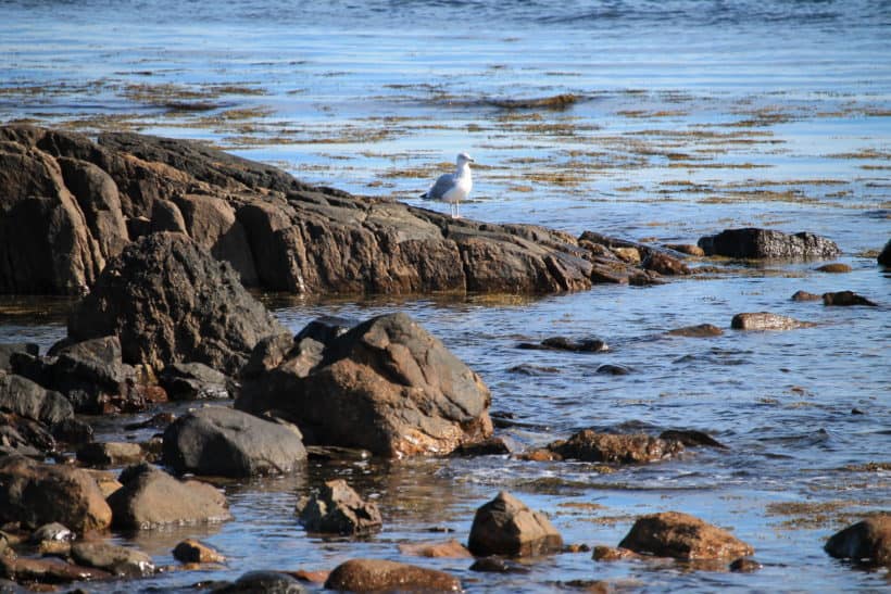 seagull sentinel