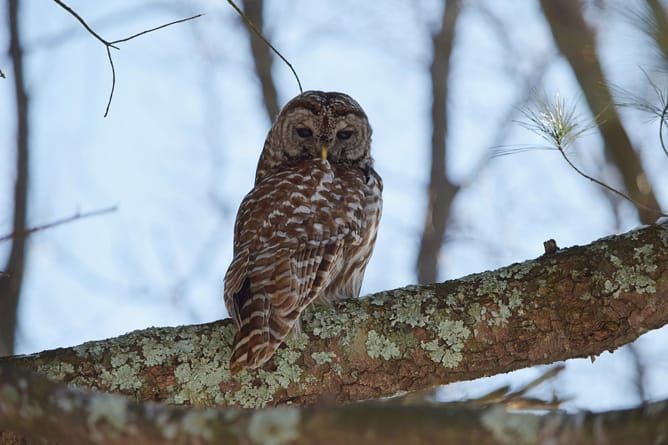 owl greenland