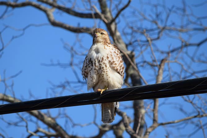 hawk portsmouth