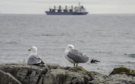 gulls rye beach alice oldendorf