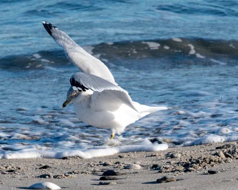 gull hampton beach