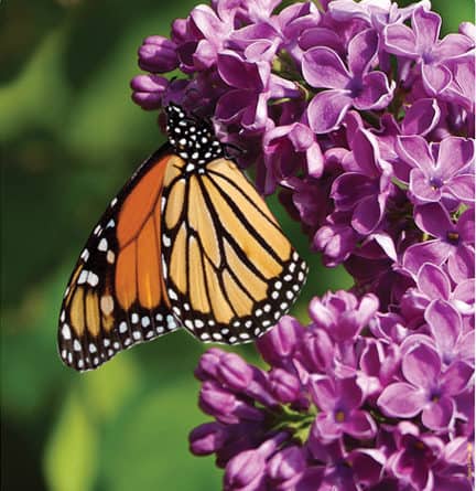 30th annual Pocket Garden Tour in Portsmouth, NH - PortsmouthNH.com