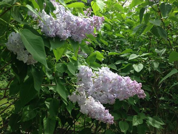 wentworth coolidge lilac fest