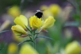 bee hampton garden