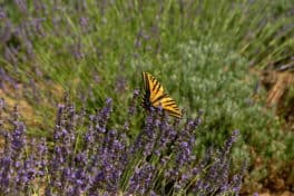 swallowtail lavender exeter