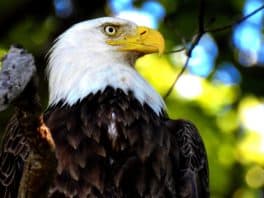 bald eagle new castle